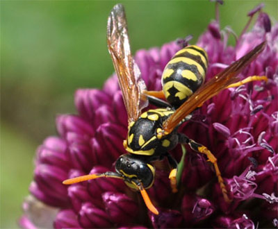 yellow jacket and venom allergy