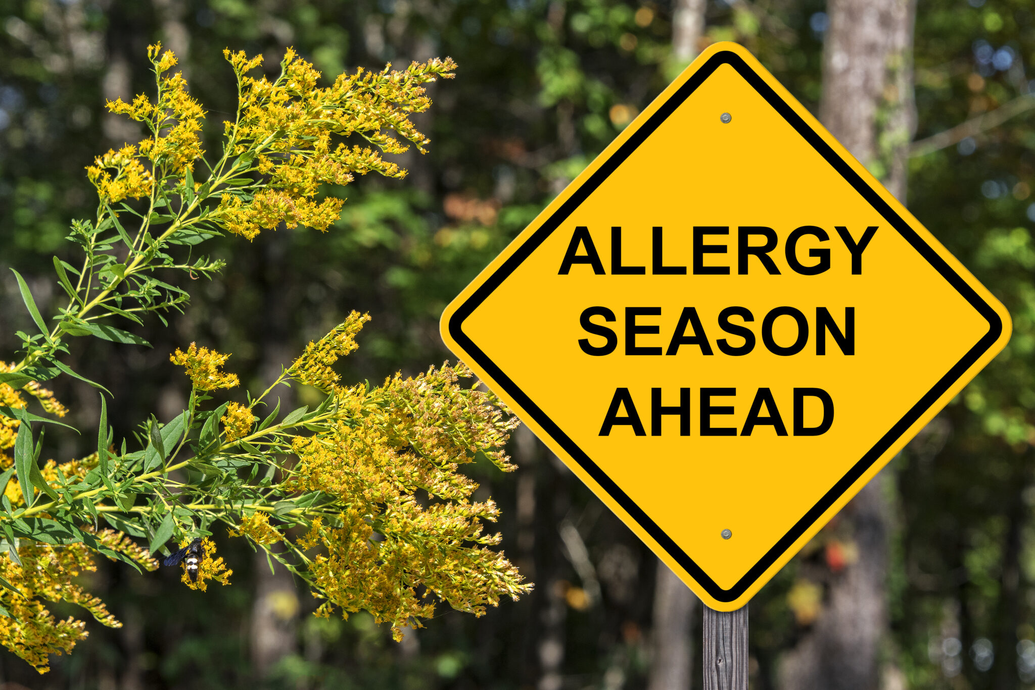 4-tips-to-keep-your-seasonal-allergies-in-check-colorado-allergy